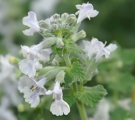 Nepeta racemosa ‘Snowflake’ - Kattekruid