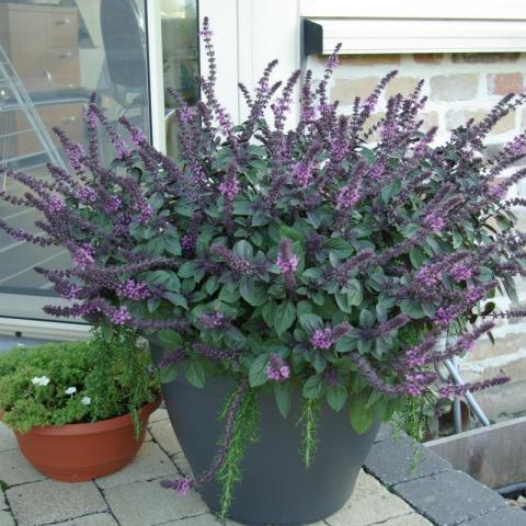 Ocimum Basilicum ‘Magic Mountain’ - Rode Basilicum