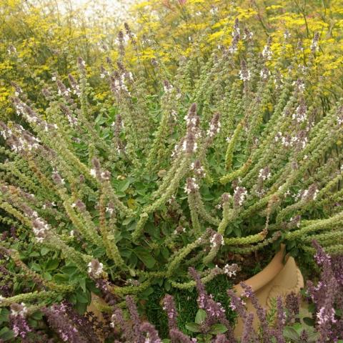 Ocimum Basilicum Magic White - Witte Basilicum