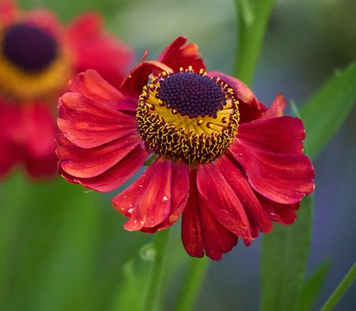 Helenium ‘Ruby Tuesday’ - Zonnekruid