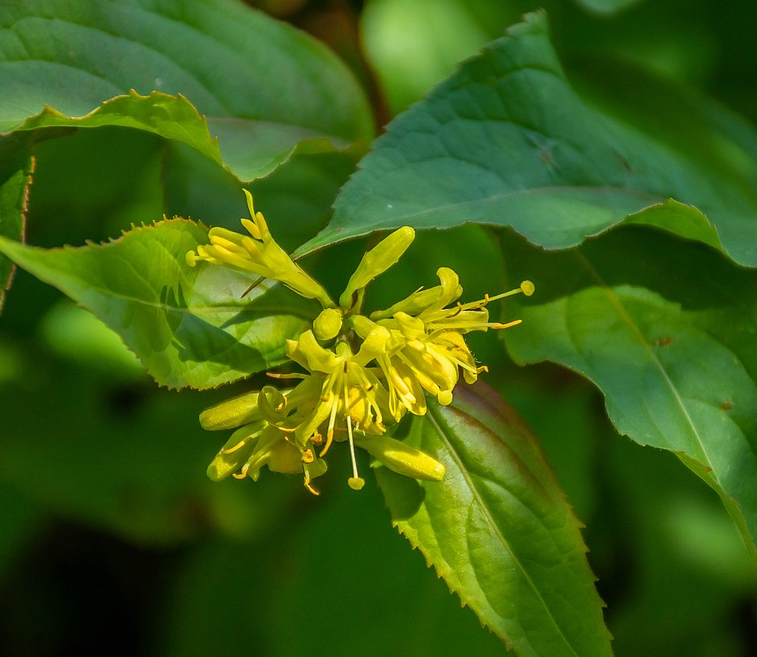 Diervilla splendens - Amerikaanse weigelia