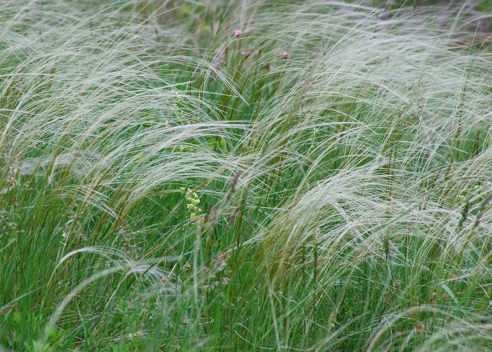 Stipa Tenuifolia - Vedergras