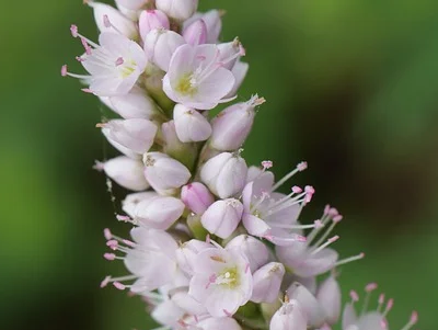 Persicaria amplexicaulis ‘Alba’ - Duizendknoop