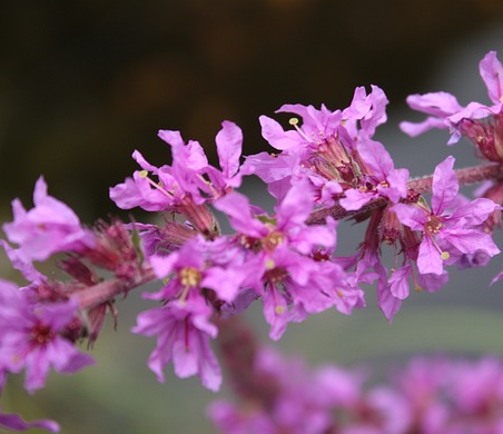 Lythrum salicaria ‘Rosy Gem’ - Kattenstaart