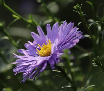 Aster amellus ‘Rudolf Goethe’ - Bergaster
