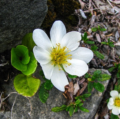 Dryas suerdermannii - Zilverkruid