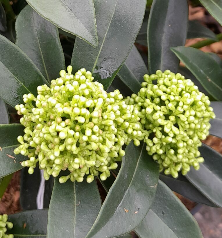 Skimmia japonica ‘Godrie’s Dwarf Green’ - Skimmia