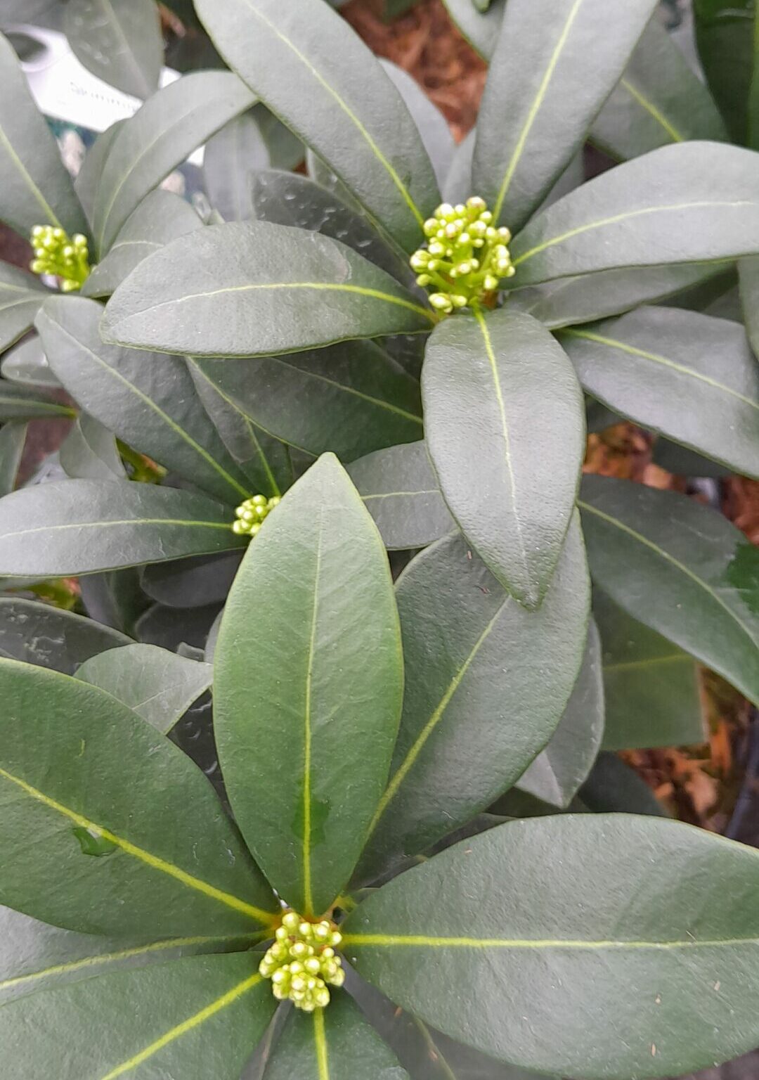 Skimmia japonica ‘Nymans’ - Skimmia