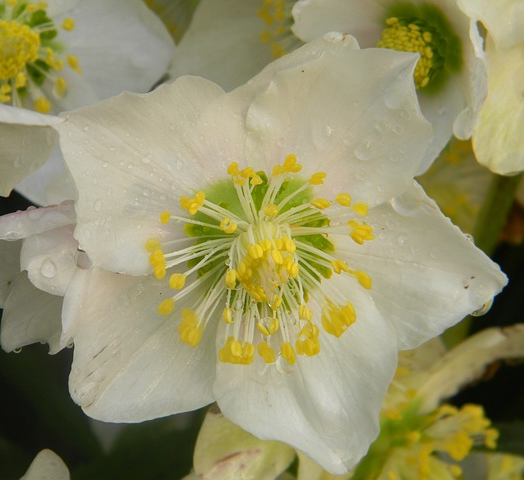 Helleborus Monte Christo - Nieskruid