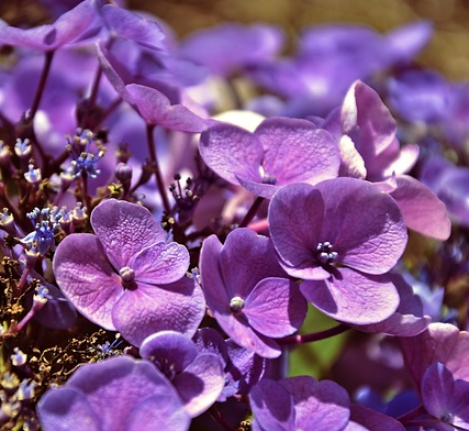Hydrangea macrophylla ‘Little Purple’ - Hortensia