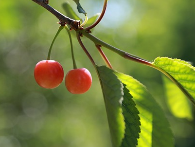 Prunus avium ‘Biggareau Blanc et Rose’ - Zoete kers