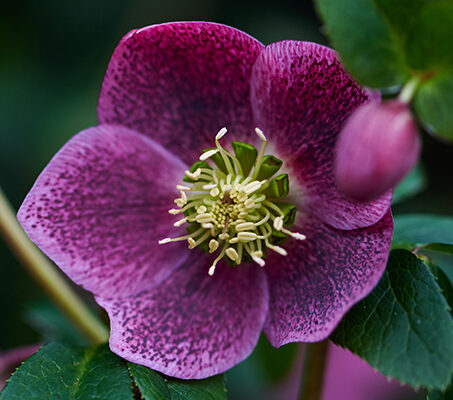 Helleborus orientalis VIV Batista - Nieskruid