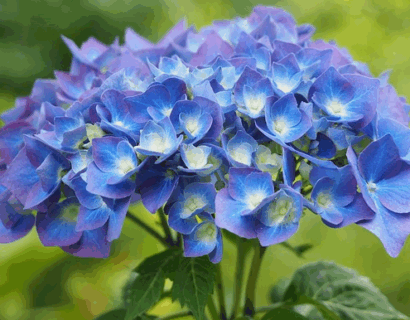 Hydrangea macrophylla ‘Magical Revolution’ - Hortensia
