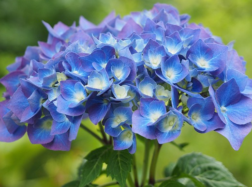 Hydrangea macrophylla ‘Magical Revolution’ - Hortensia