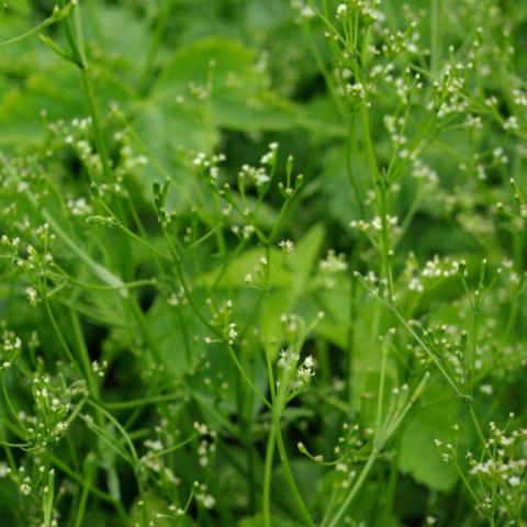 Cryptotaenia japonica ‘mitsuba’ - Aziatisch kruid