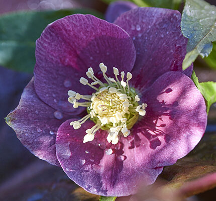 Helleborus orientalis VIV Valentina - Nieskruid