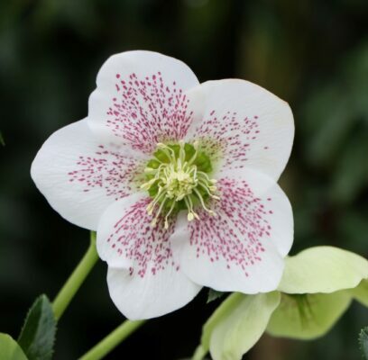 Helleborus orientalis VIV Alma - Nieskruid