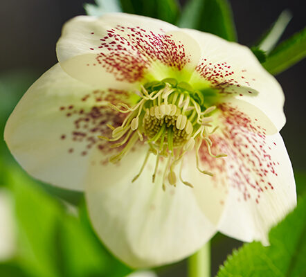 Helleborus orientalis VIV Maeva - Kerstroos
