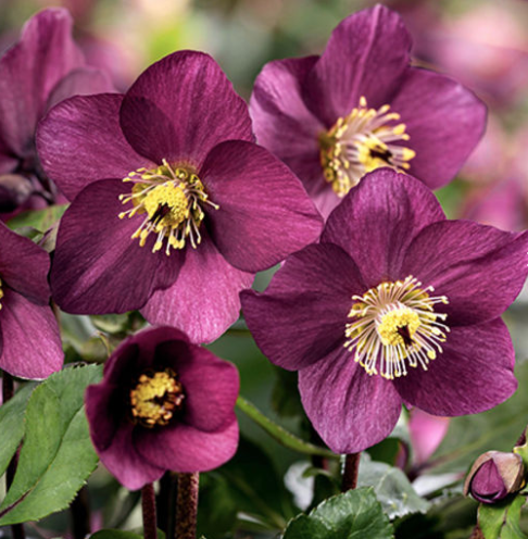 Helleborus ‘Winter Ballet’ - Nieskruid