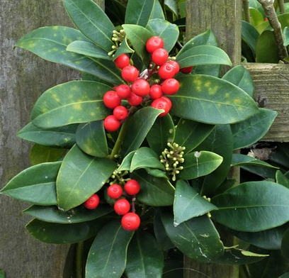 Skimmia japonica ‘Olympic Flame’ - Skimmia