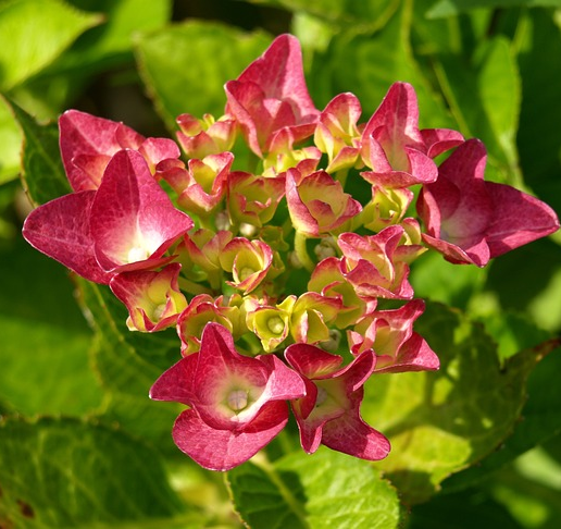 Hydrangea macrophylla ‘Magical Ruby Tuesday’ - Hortensia