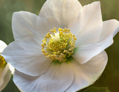 Helleborus ballardiae ‘Snow Dance’ - Nieskruid