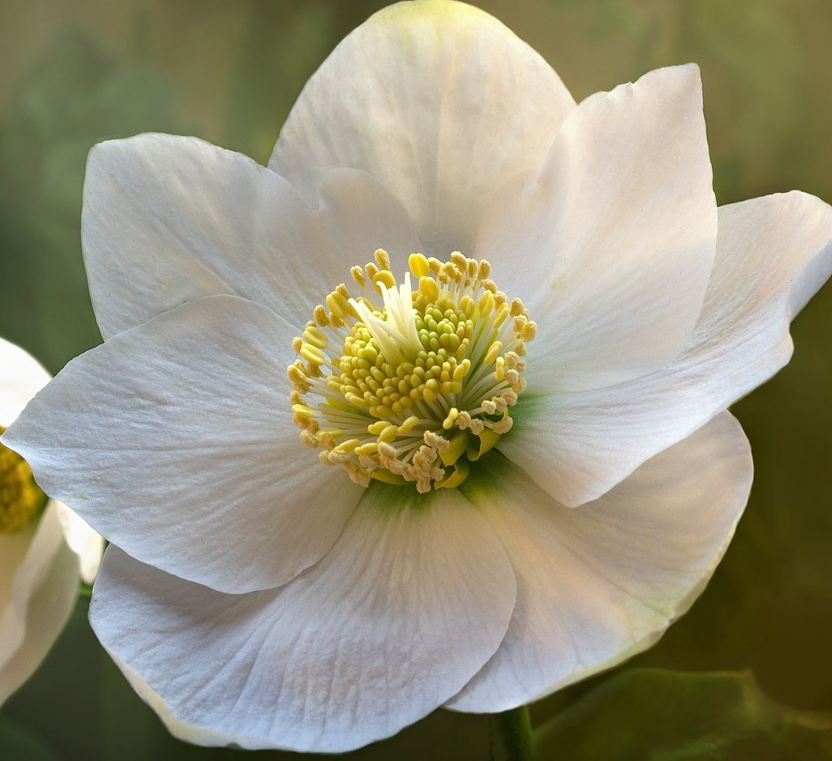 Helleborus ballardiae ‘Snow Dance’ - Nieskruid