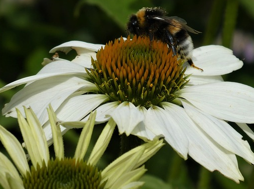 Echinacea purpurea ‘Alba’ - Zonnehoed