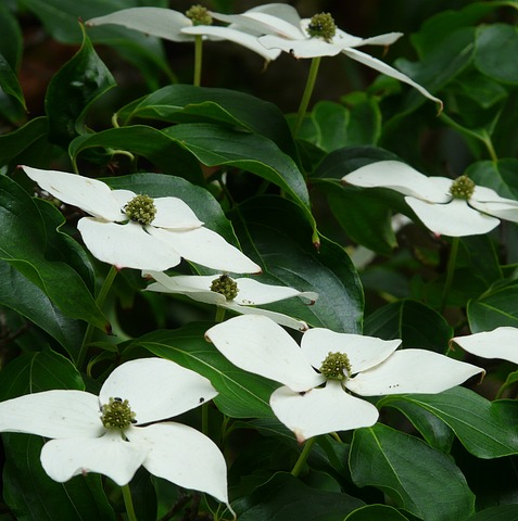 Cornus kousa ‘Weisse Fontaine’ - Japans Kornoeltje