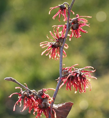 Hamamelis intermedia ‘Ruby Glow’ - Toverhazelaar