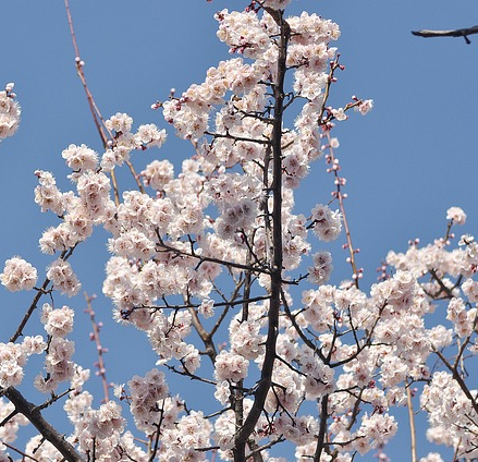 Prunus serrulata ‘Taihaku’ - Japanse Sierkers