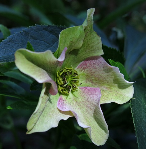 Helleborus ericsmithii ‘Shooting Star’ - Nieskruid