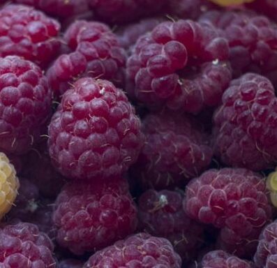 Rubus idaeus ‘Autumn Passion’ - Herfstframboos