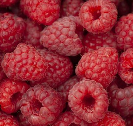 Rubus idaeus ‘Tulamagic’ - Zomerframboos