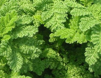 Tanacetum vulgare ‘Crispum’ - Boerenwormkruid