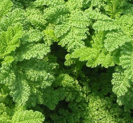 Tanacetum vulgare ‘Crispum’ - Boerenwormkruid