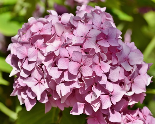 Hydrangea macrophylla ‘Magical Revolution’ - Hortensia