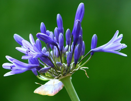 Agapanthus ‘Winter Storm’ - Afrikaanse lelie