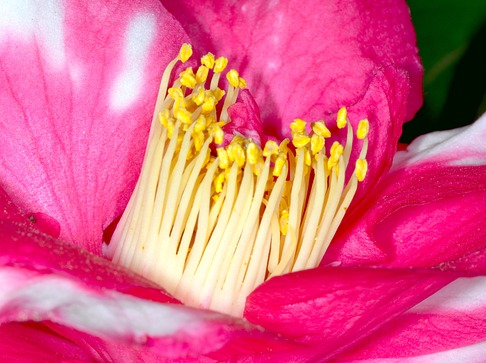 Camellia japonica ‘Strawberry Swirl’ - Camellia