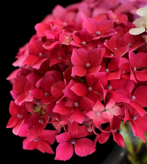 Hydrangea macrophylla ‘Little Red’ - Hortensia