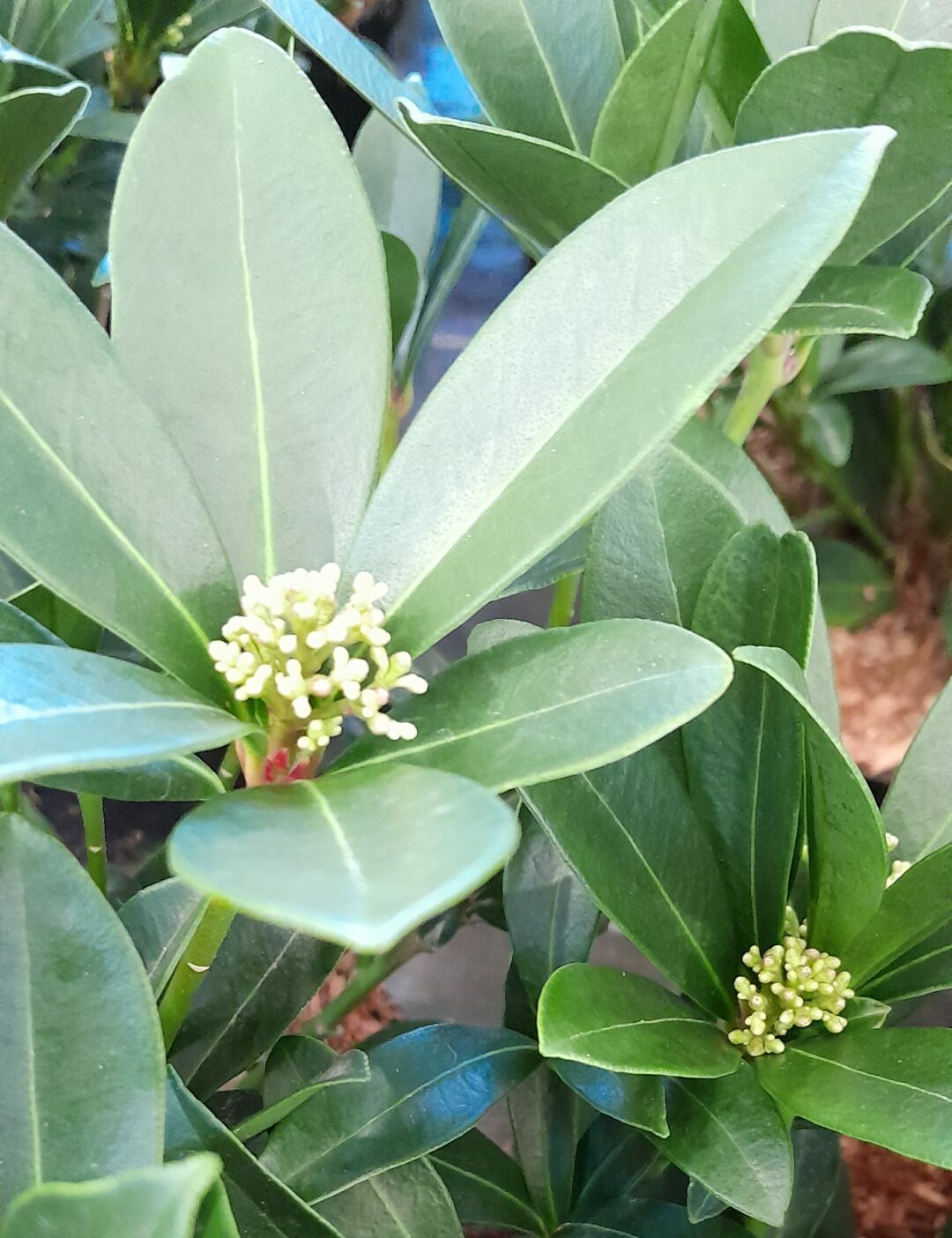 Skimmia japonica - Skimmia