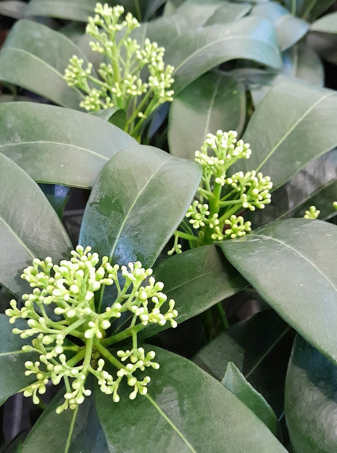Skimmia japonica ‘Rockfield Green’ - Skimmia