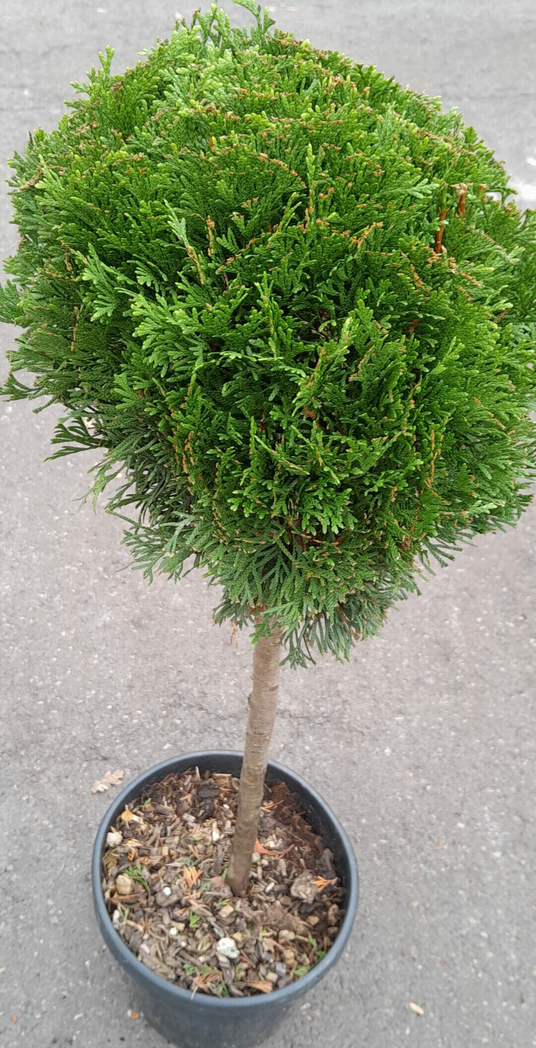 Thuja occidentalis ‘Smaragd’ 1/4 stam - levensboom