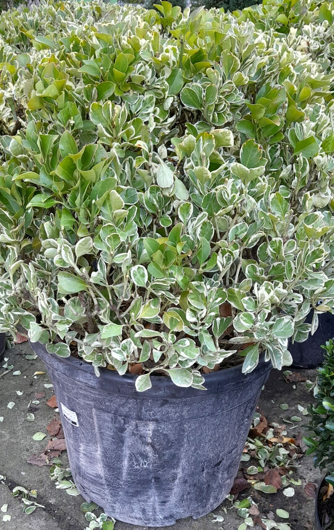 Euonymus japonicus ‘Kathy’ bolvorm dia 60/70 cm - Japanse Kardinaalshoed