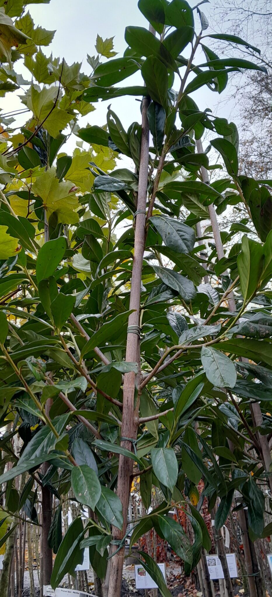 Prunus laurocerasus ‘Novita’ - Donkere gewone laurier, paplaurier