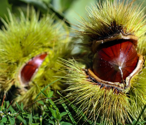 Castanea Sativa meerstammig - Tamme Kastanje