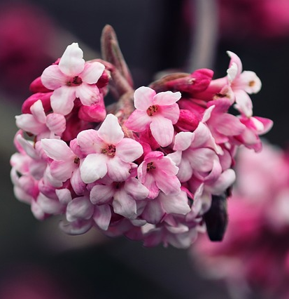 Viburnum bodnantense ‘Dawn’ meerstammig - Sneeuwbal