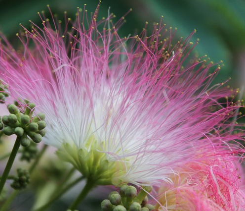 Albizia julibrissin var. rosea meerstammig - Perzische slaapboom