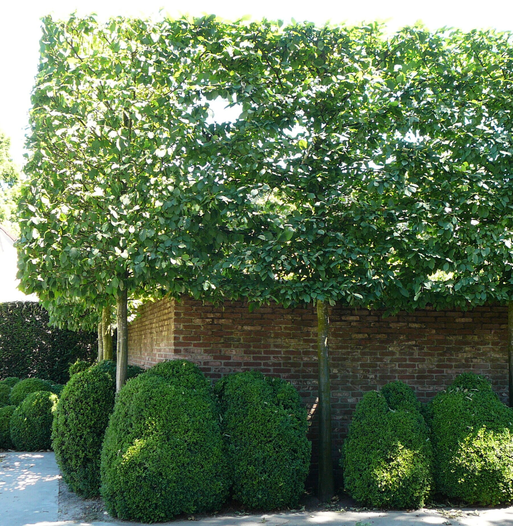 Carpinus Betulus voorgeleid - Lei-carpinus / haagbeuk leivorm
