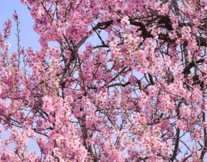 Prunus sargentii - Japanse Sierkers